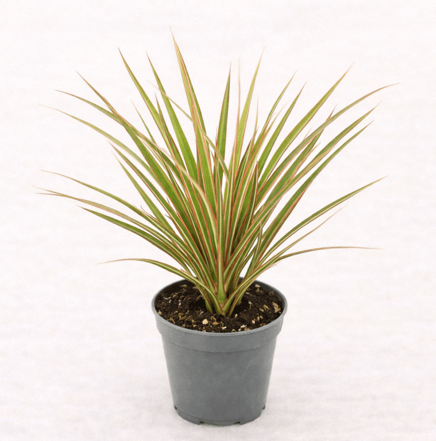 Dracaena 'Bicolor' Dragon Tree