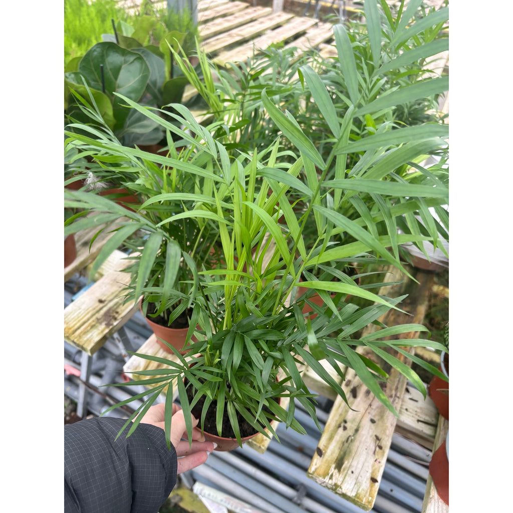 Chamaedorea Elegans