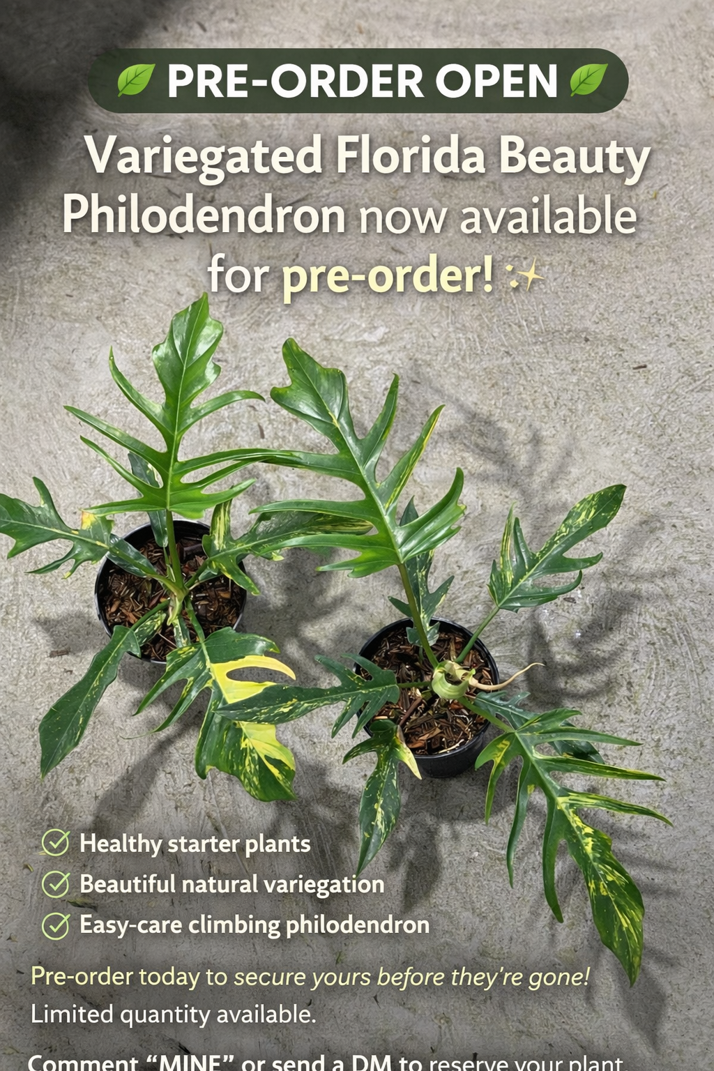 Philodendron Florida Beauty