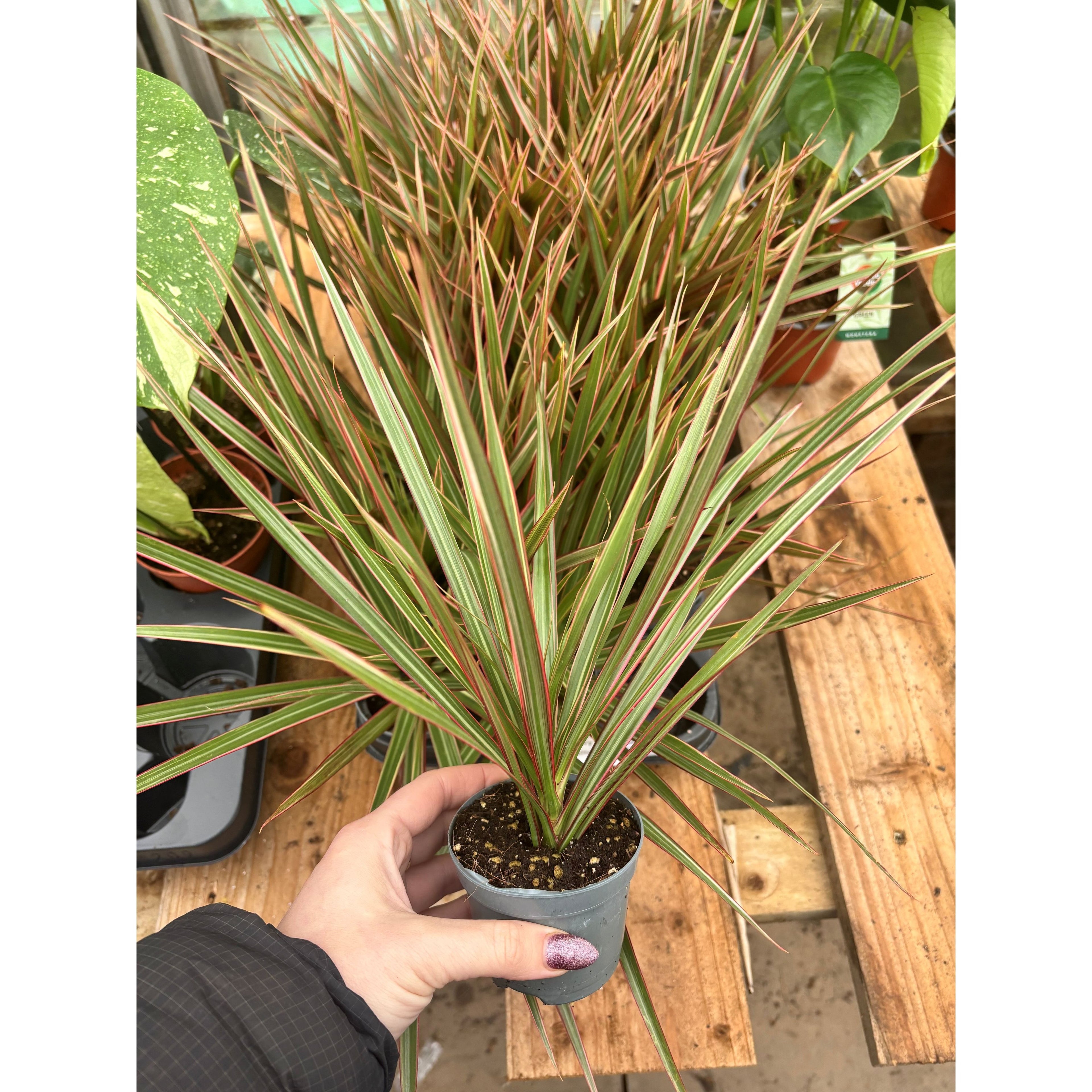 Dracaena 'Bicolor' Dragon Tree
