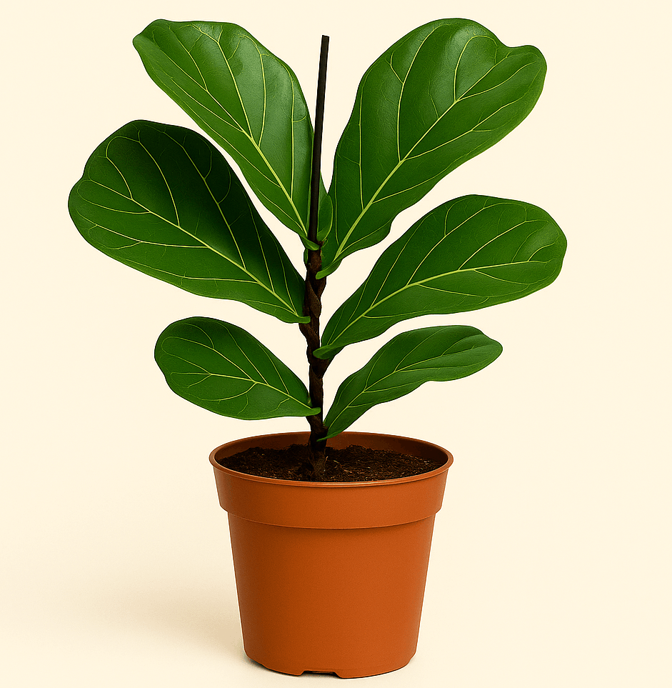 Fiddle Leaf Fig Plant Live Indoor Plant