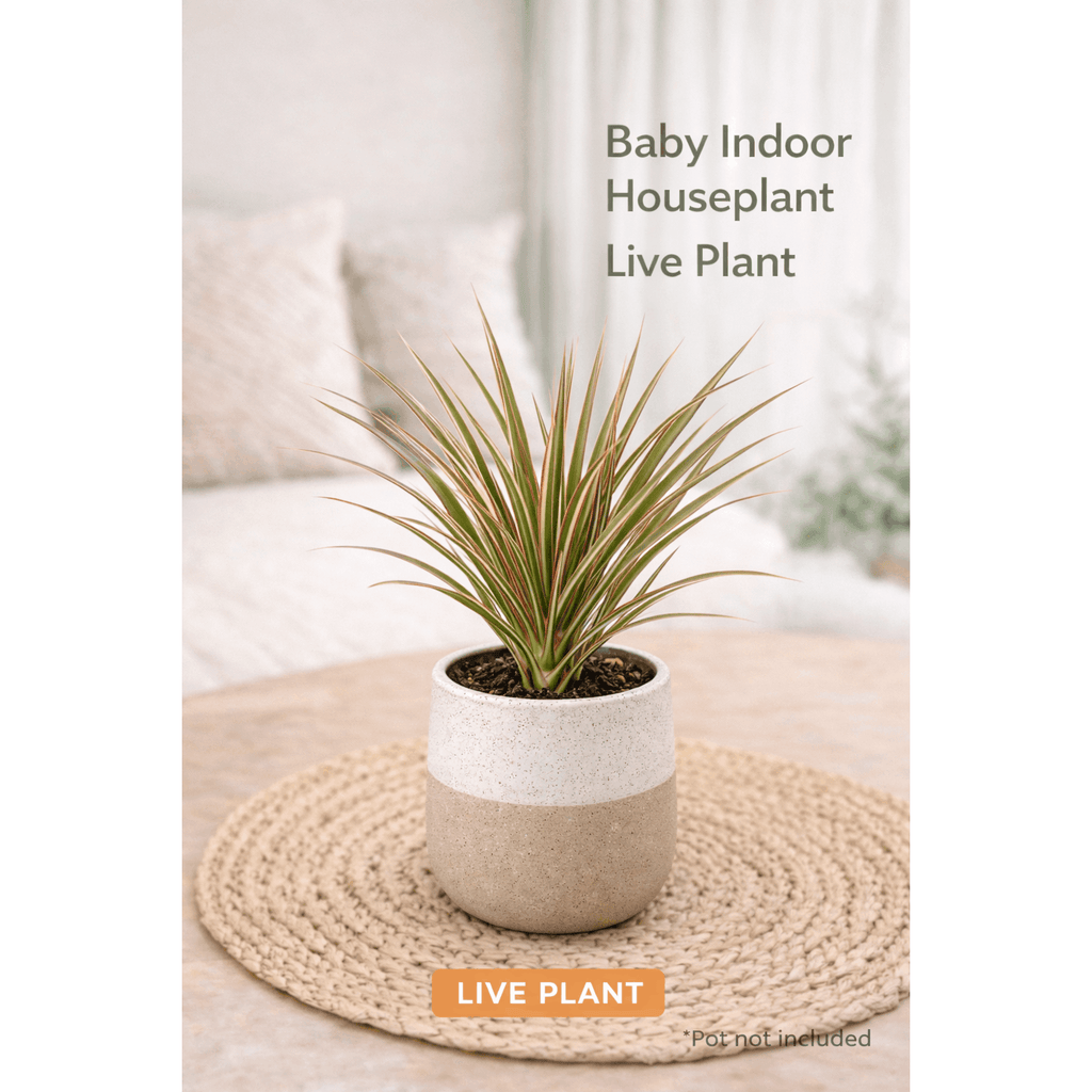 Dracaena 'Bicolor' Dragon Tree