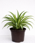 Chlorophytum Comosum (Spider Plant)