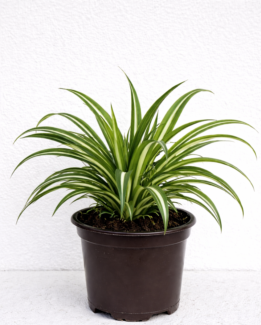 Chlorophytum Comosum (Spider Plant)