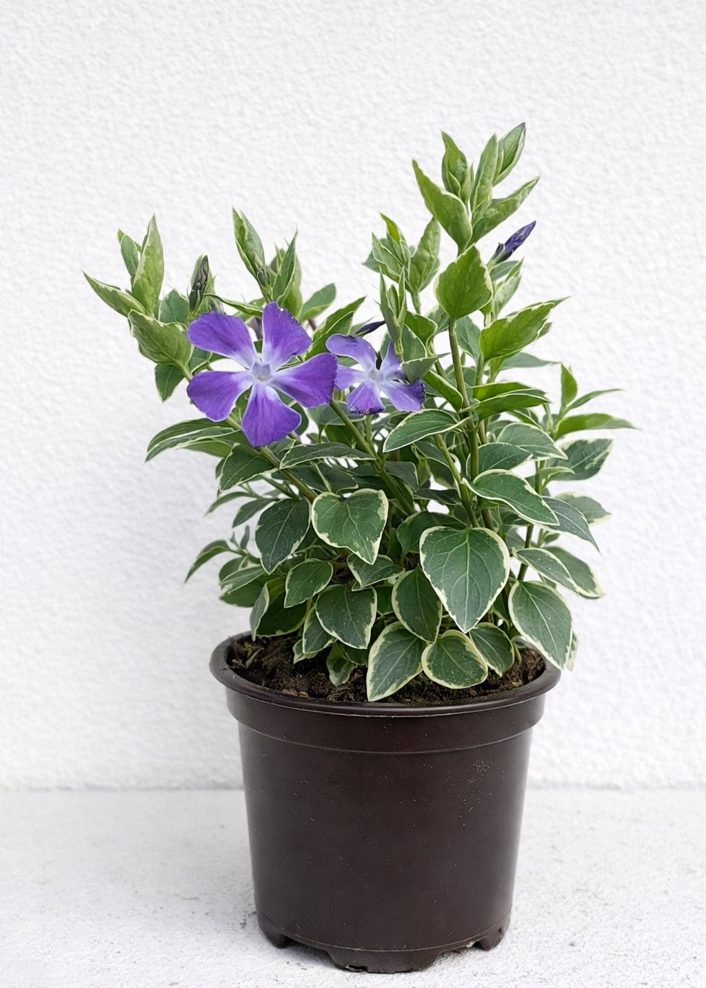 Vinca Minor (Lesser Periwinkle)