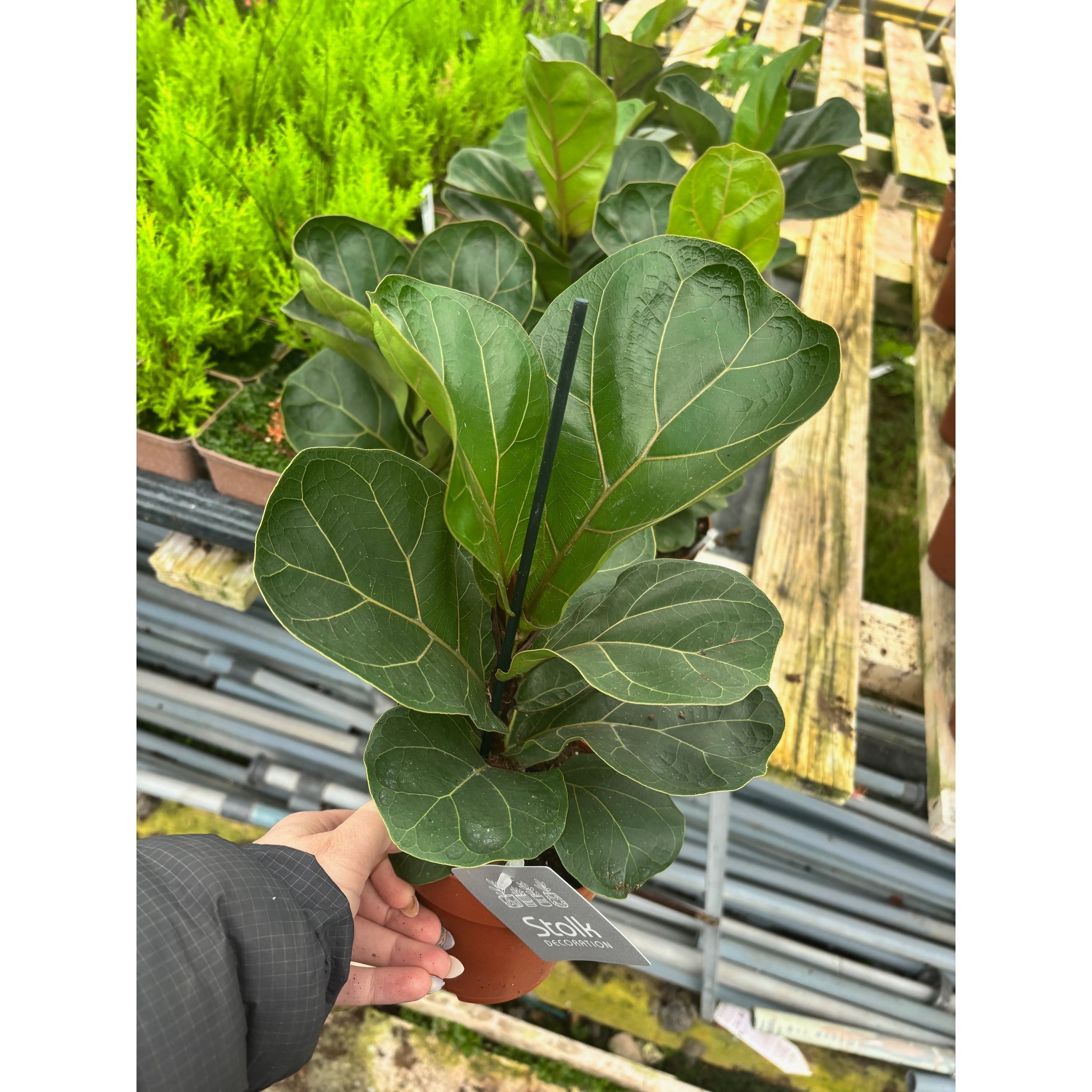 Fiddle Leaf Fig Plant Live Indoor Plant