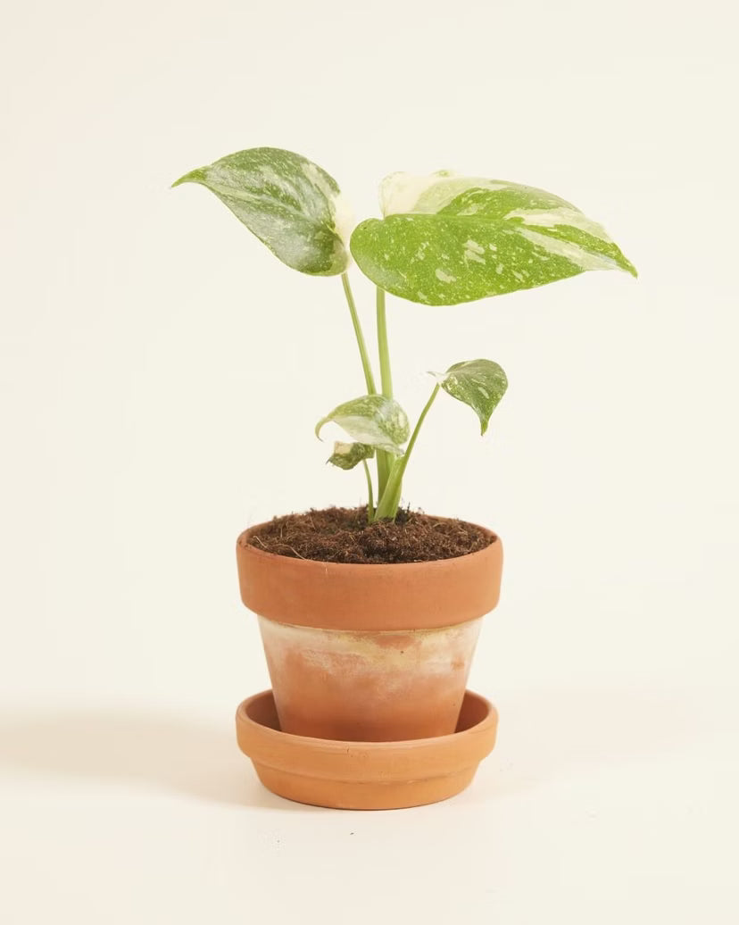 Thai Constellation Monstera