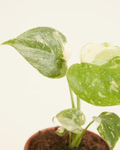 Thai Constellation Monstera